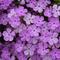 Phlox Candy Cloud&trade; Lavender