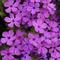Phlox Candy Cloud&trade; Pink