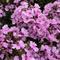 Phlox paniculata Famous&trade; Light Pink