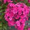 Phlox paniculata Famous&trade; Magenta