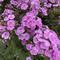 Phlox paniculata Ka-Pow&reg; Lavender