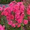 Phlox paniculata Ka-Pow&reg; 'Pink'
