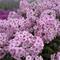 Phlox paniculata Ka-Pow&reg; Soft Pink