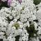 Phlox paniculata Ka-Pow&reg; White