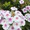 Phlox paniculata Ka-Pow&reg; 'White Bicolor'