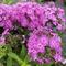Phlox paniculata 'Early Purple&trade;'
