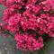 Phlox paniculata 'Early&reg; Red'