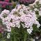 Phlox paniculata Flame&trade; White Eye