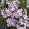 Phlox paniculata Flame&trade; Lilac Star