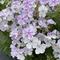 Phlox paniculata Flame&trade; Light Blue
