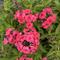 Phlox paniculata Flame&reg; 'Watermelon'