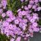 Phlox paniculata Flame&trade; Pro Lilac