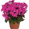 Phlox paniculata Flame&trade; Pro Cerise