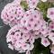 Phlox paniculata Flame&trade; Pro Soft Pink