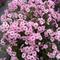 Phlox paniculata Flame&trade; Pro 'Pink Pop'