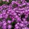 Phlox paniculata Flame&trade; Pro Purple