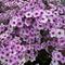 Phlox paniculata 'Early Lavender Pop'
