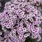 Phlox paniculata 'Early Blush Pop'