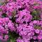 Phlox paniculata 'Early Pink Dark Eye'