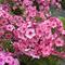 Phlox paniculata Flame&trade; Pink