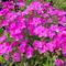 Phlox 'Woodlander Pink'