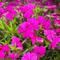 Phlox subulata 'Spring Hot Pink'
