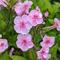 Phlox paniculata Volcano&reg; 'Pink with Dark Eye'