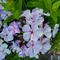Phlox paniculata Volcano&reg; 'Lilac Splash'