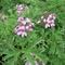 Pelargonium citrosum 