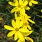 Coreopsis 'Mayo Clinic Flower of Hope'