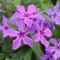 Phlox Paparazzi&reg; 'Jagger'