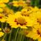 Coreopsis 'Tequila Sunrise'