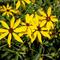 Coreopsis tripteris 'Gold Standard'