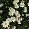 Coreopsis Big Bang&trade; 'Polaris'