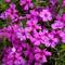 Phlox subulata Early Spring&trade; 'Dark Pink'