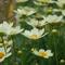 Coreopsis Big Bang&trade; 'Star Cluster'