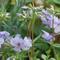 Phlox stolonifera 'Blue Ridge'