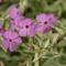 Phlox glaberrima 'Triple Play'