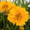 Coreopsis grandiflora Andiamo&trade; 'Semi-double'