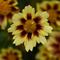 Coreopsis 'Sunfetti Yellow Bicolor'