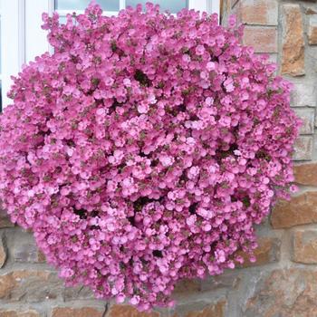 Argyranthemum 'Perfect Pink' 