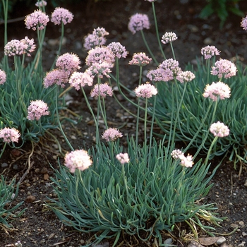 Allium senescens 'Glaucum'