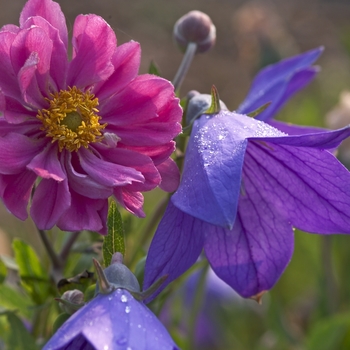 Anemone hupehensis