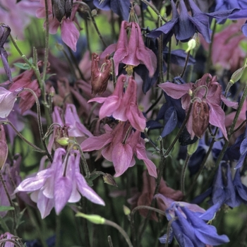 Aquilegia vulgaris 'Grandmother's Garden'