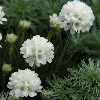 Armeria maritima 'Cotton Tail'