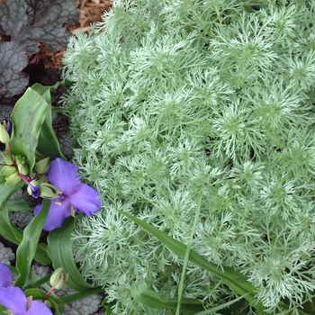 Artemisia schmidtiana 'Silver Mound'