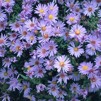 Aster novi-belgii 'Wood's Light Blue' 