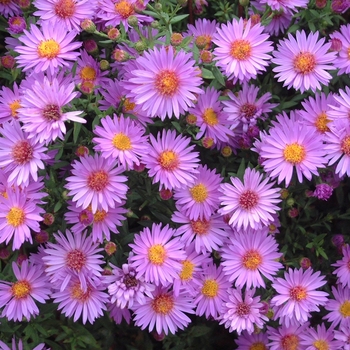 Aster novi-belgii 'Wood's Purple'