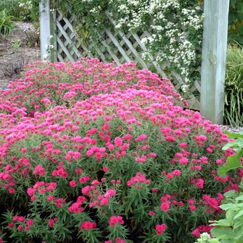 Aster novae-angliae 'Alma Potschke'