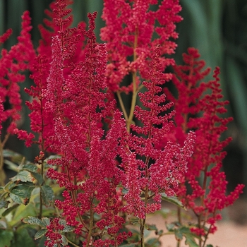 Astilbe rhizomatous 'August Light'